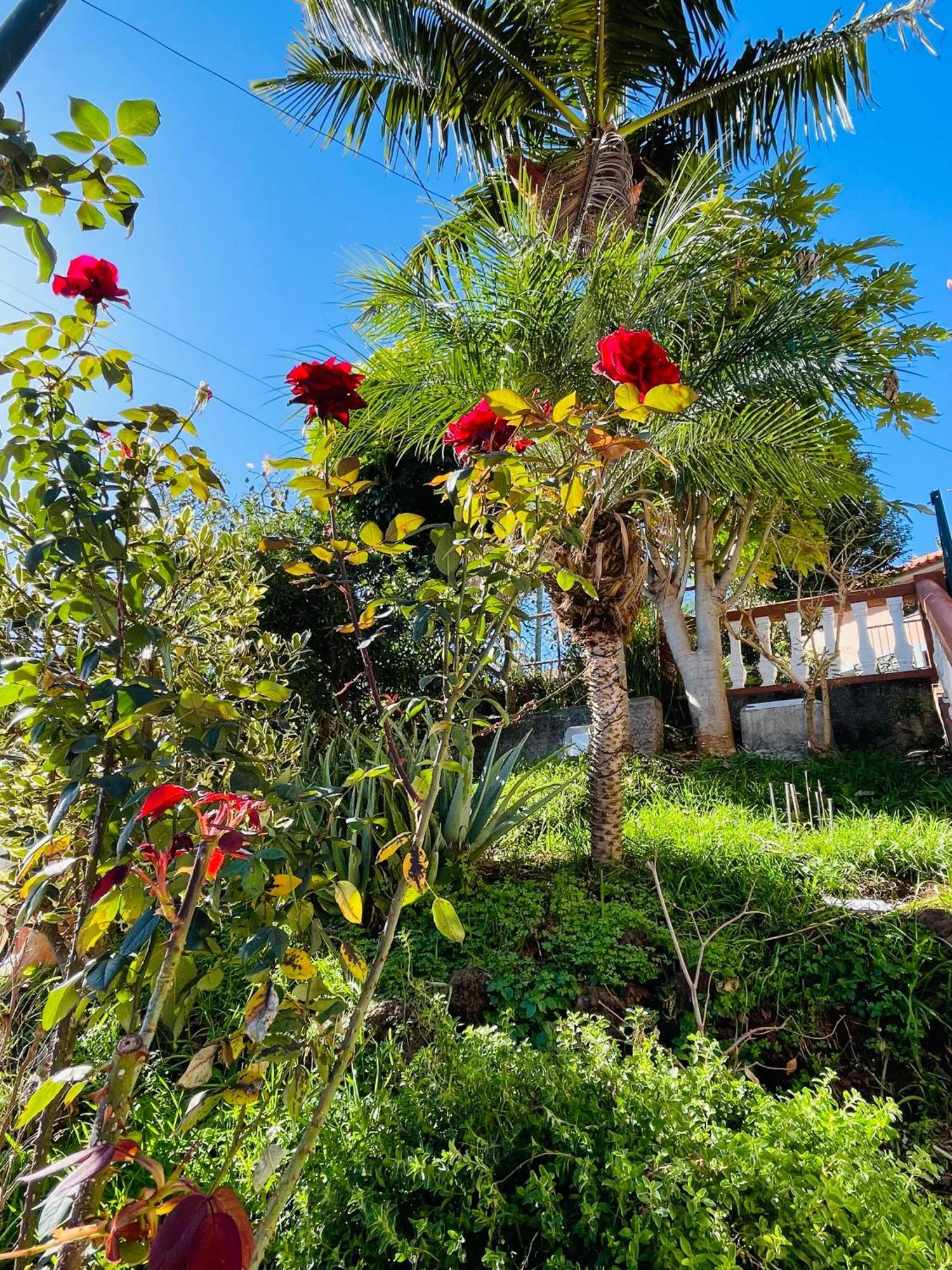 Hotel Cozy House Funchal  Zewnętrze zdjęcie